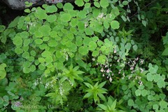 Thalictrum foliolosum